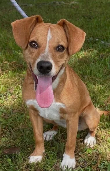 A young small-sized female White / Cream Beagle dog named Lindi for adoption in Washington, DC