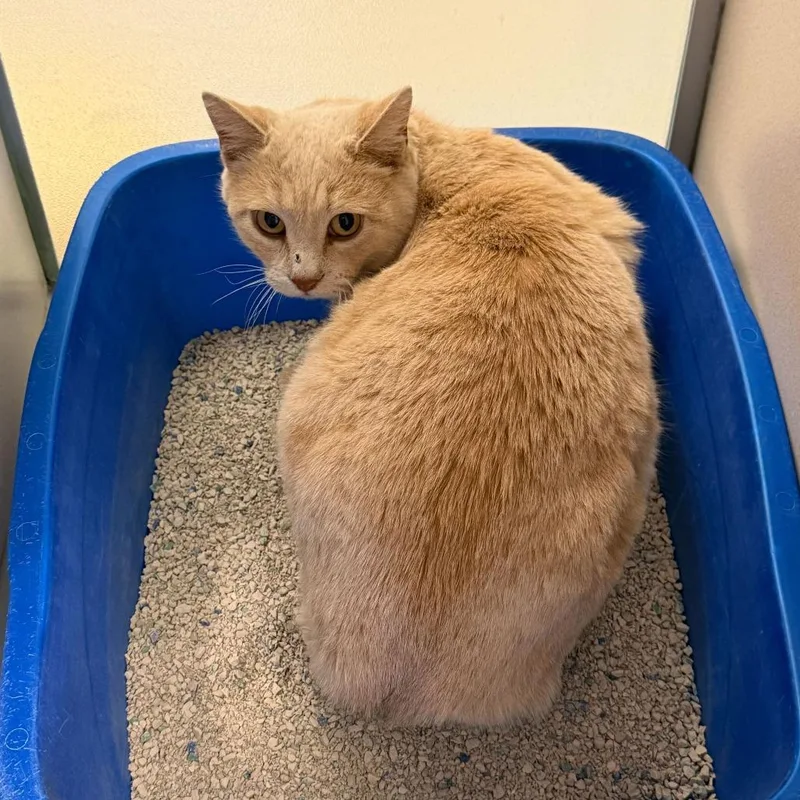 An adult large-sized female Buff / Tan / Fawn Domestic Short Hair cat named Radish for adoption in Rifle, CO