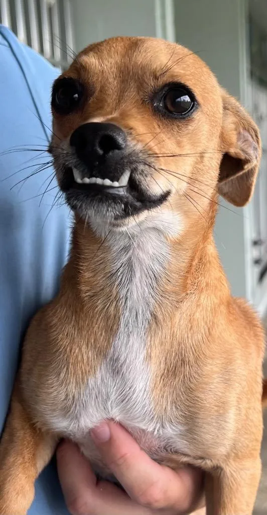 A baby small-sized female Mixed Breed dog named Pepper for adoption in Labelle, FL