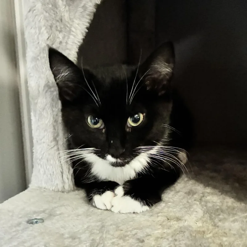 A baby small-sized male Black Domestic Short Hair cat named Rummy for adoption in Medina, OH