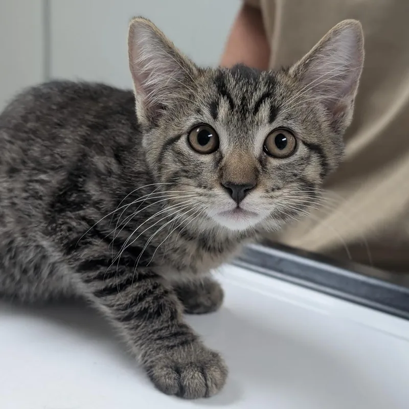 A baby small-sized female Brown / Chocolate Domestic Short Hair cat named Nori for adoption in Canton, IL