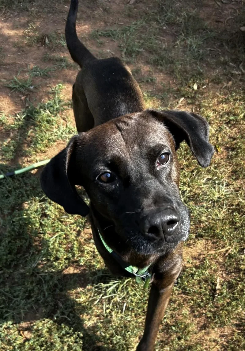 A young medium-sized male Mixed Breed dog named Bruno for adoption in Shelburne, VT