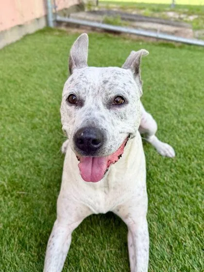 An adult medium-sized male Cattle Dog dog named Ryder for adoption in Daytona Beach, FL