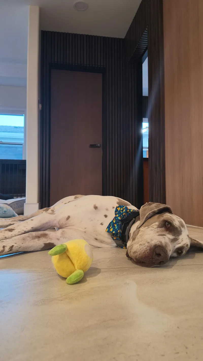 An adult extra large-sized male Great Dane dog named Hershey for adoption in Long Beach, CA