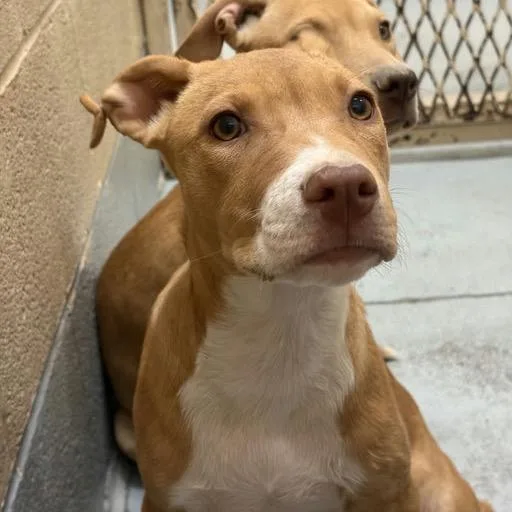 A baby medium-sized female Yellow / Tan / Blond / Fawn Mixed Breed dog named Walker for adoption in Bend, OR
