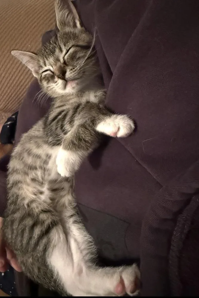 A baby small-sized female Tabby cat named Rumi for adoption in Plumerville, AR