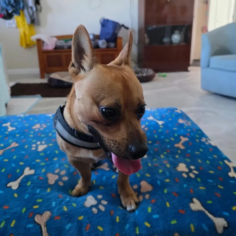 An adult small-sized male Yellow / Tan / Blond / Fawn Chihuahua dog named Charlie for adoption in North Port, FL
