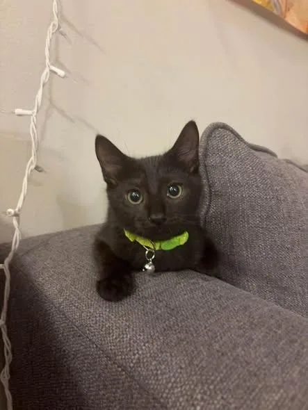 A baby small-sized female Black Domestic Short Hair cat named Brie for adoption in Wilmington, NC