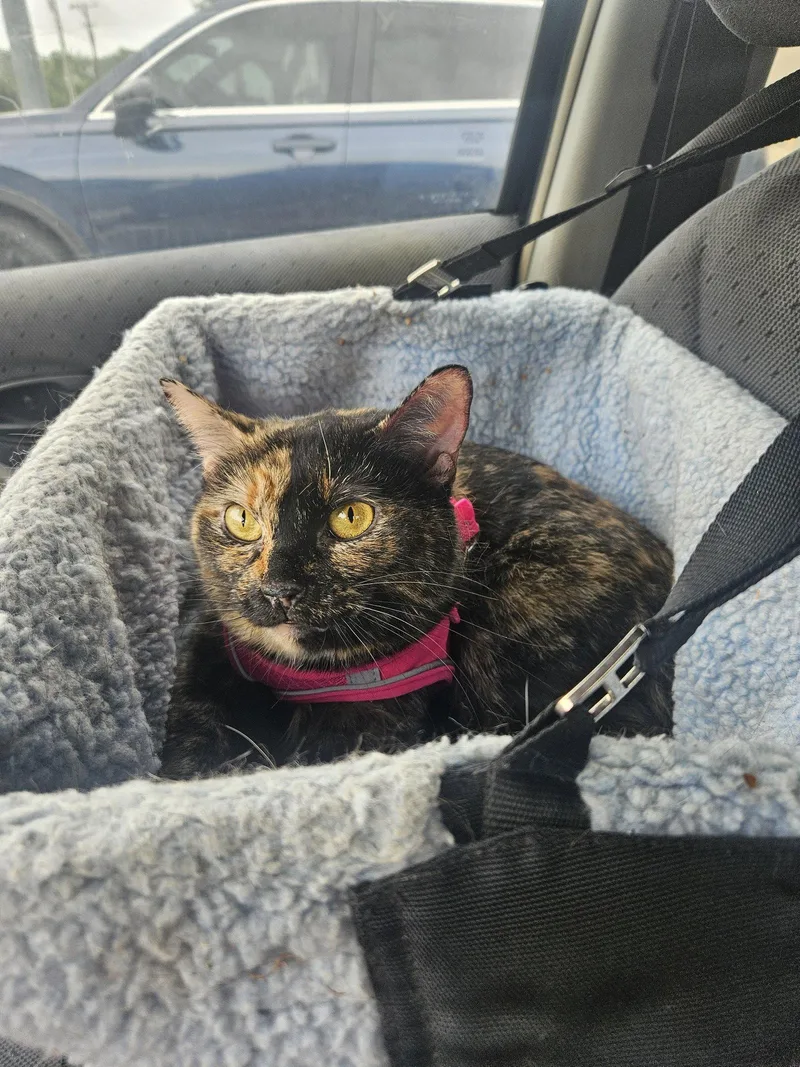 An adult small-sized female Domestic Short Hair cat named Queen for adoption in Plano, TX