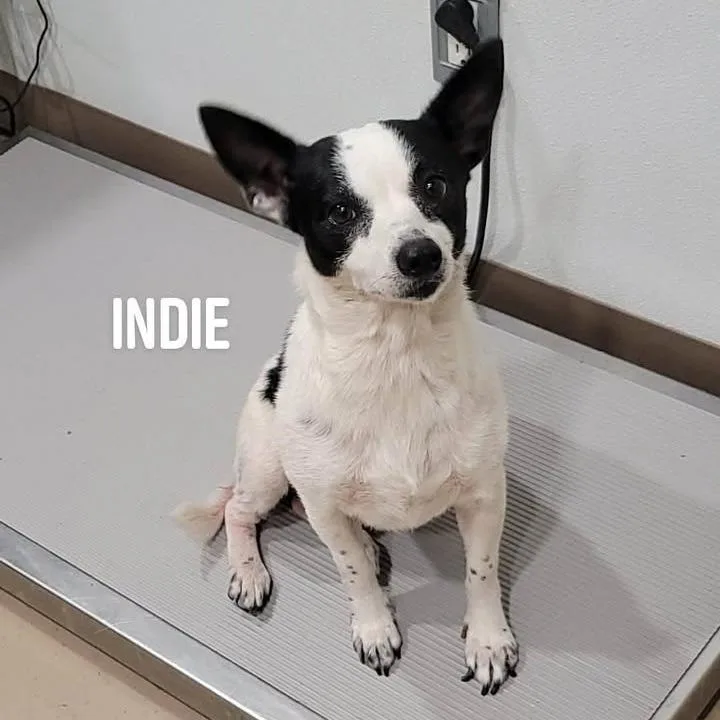 A senior small-sized female White / Cream Rat Terrier dog named Indie for adoption in Buchanan Dam, TX