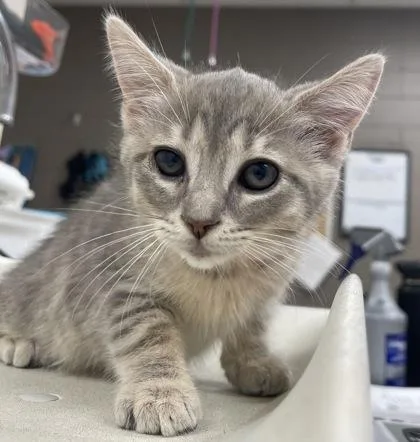 A baby small-sized female Domestic Short Hair cat named Helen for adoption in Westland, MI