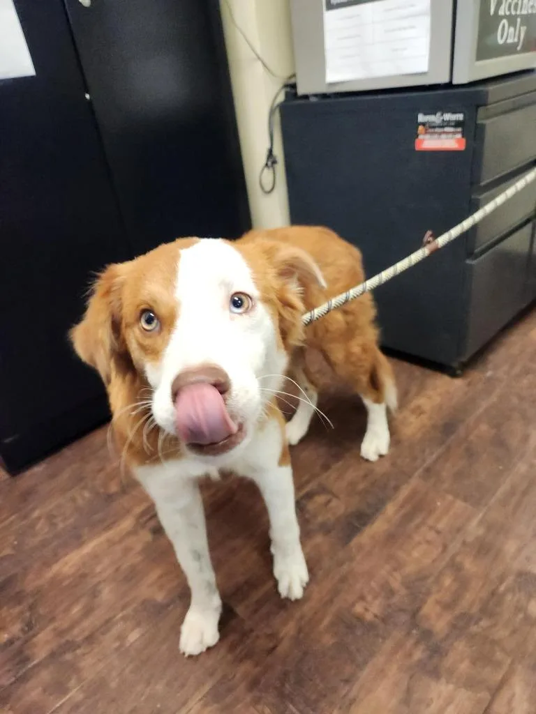 A baby medium-sized male Border Collie dog named Dog Kennel for adoption in Greenville, TX