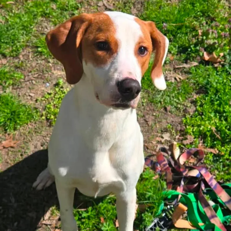 A young medium-sized male Red / Chestnut / Orange Pointer dog named Porter for adoption in Nashville, TN