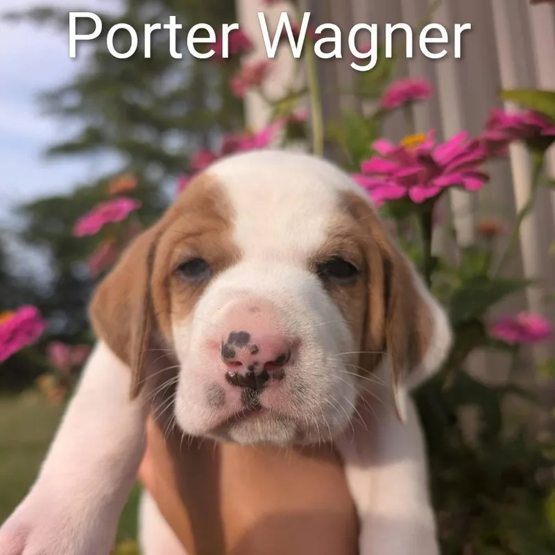 Porter thumbnail 2