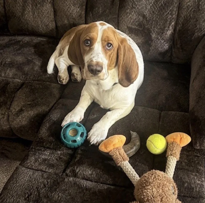 An adult medium-sized male Basset Hound dog named Chop for adoption in Brookville, OH