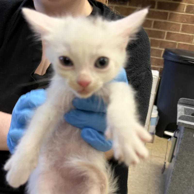 A baby small-sized male White Domestic Short Hair cat named Gandalf for adoption in Birmingham, AL