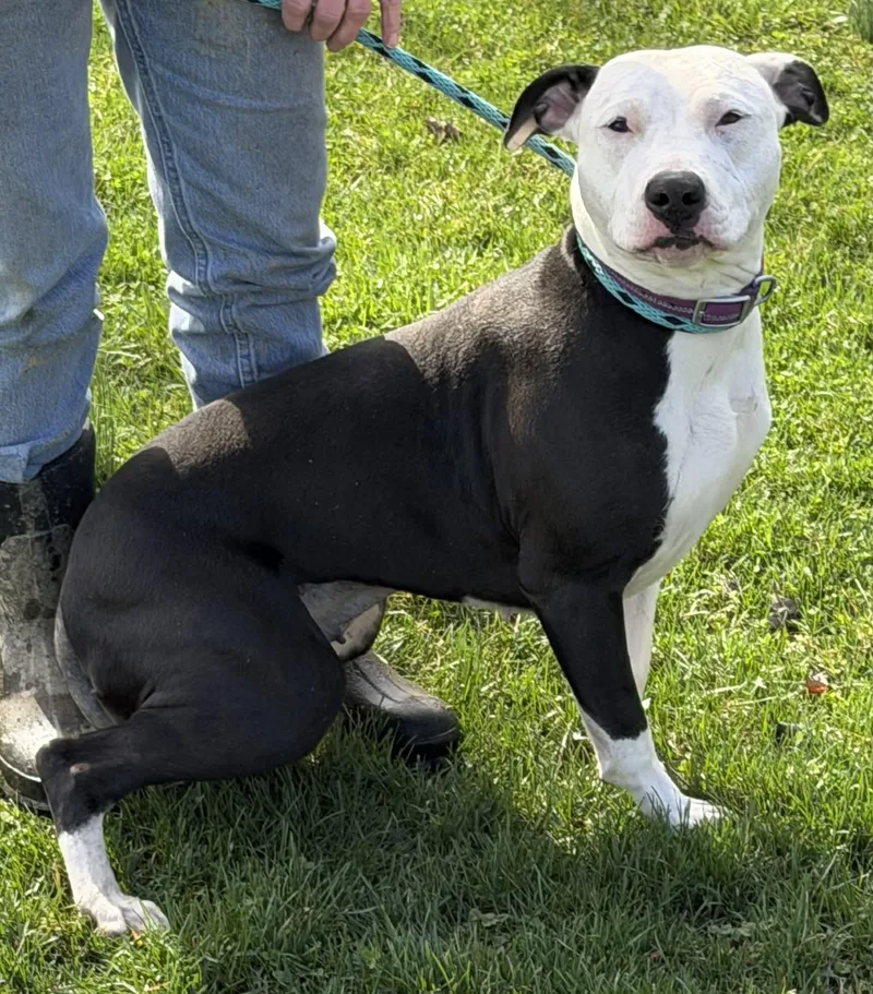 A young large-sized female White / Cream Pit Bull Terrier dog named Matilda for adoption in Zanesville, OH