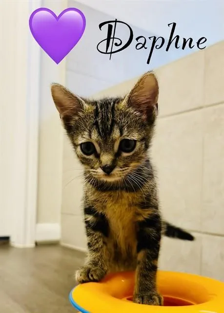 Daphne