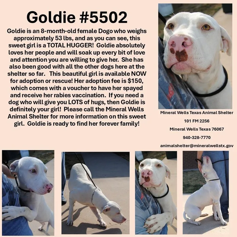 A young large-sized female White / Cream Dogo Argentino dog named Goldie for adoption in Mineral Wells, TX