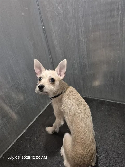 A young small-sized female Terrier dog named A for adoption in San Antonio, TX