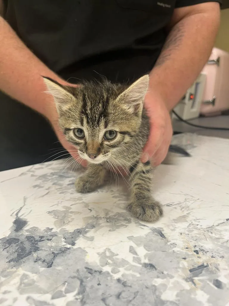 A baby medium-sized female Domestic Short Hair cat named Grits for adoption in Florence, SC