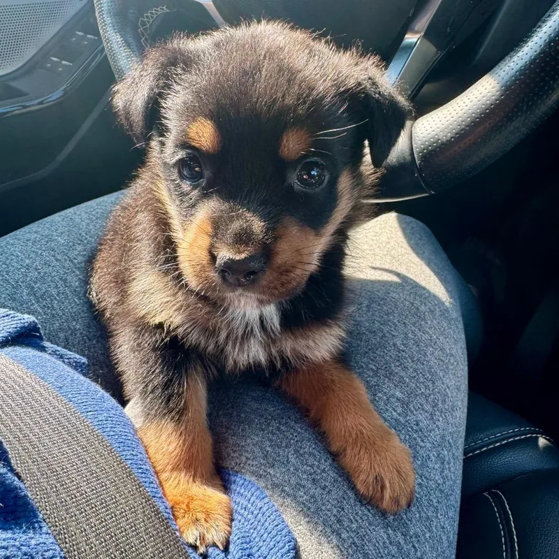 A baby medium-sized female Rottweiler dog named Jocelyn for adoption in Huntsville, AL