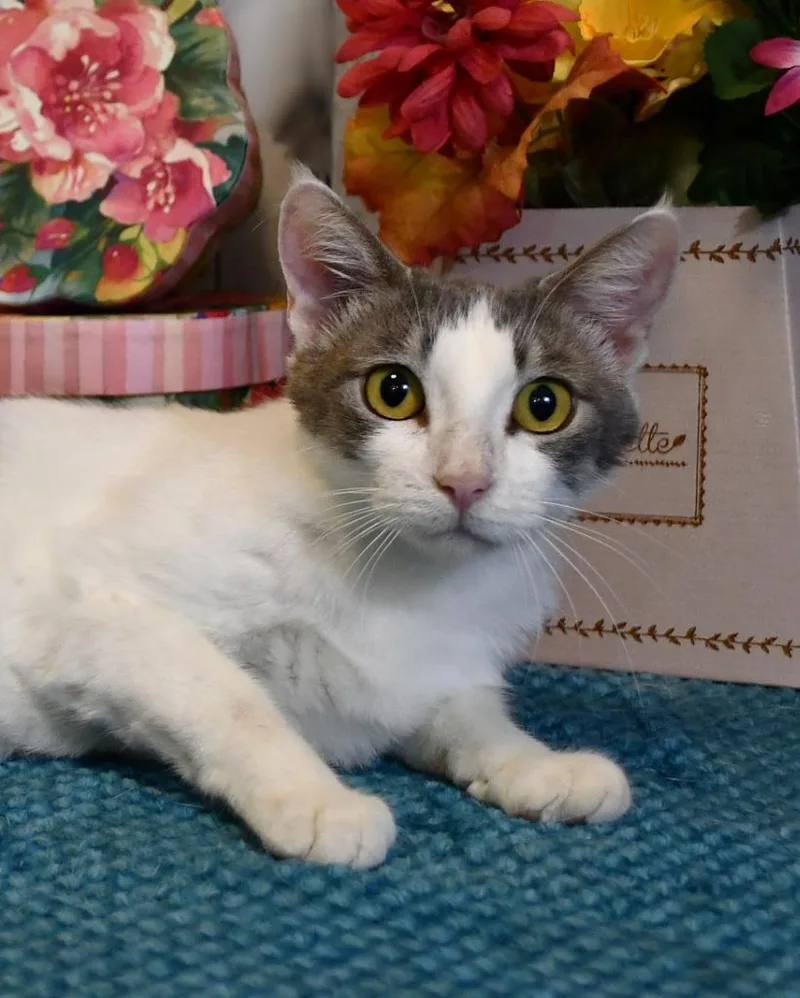 A young medium-sized female Domestic Short Hair cat named Serena for adoption in Roanoke, TX
