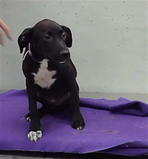 A baby small-sized male Labrador Retriever dog named A for adoption in Houston, TX