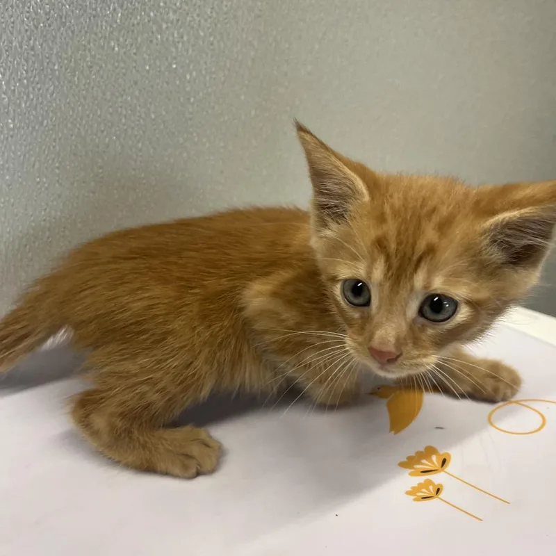 A baby small-sized male Orange / Red Domestic Short Hair cat named Rin for adoption in Tampa, FL