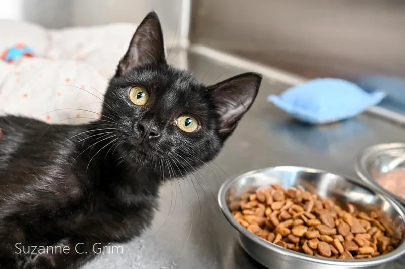 A baby medium-sized female Domestic Short Hair cat named Sailor Moon for adoption in New Orleans, LA