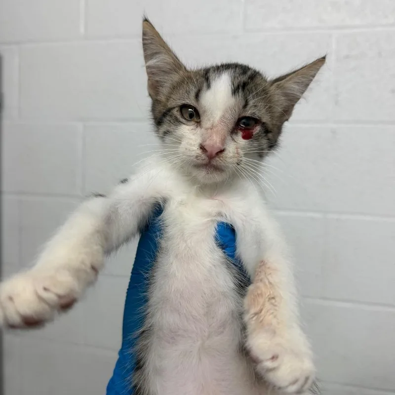 A baby small-sized male Brown / Chocolate Domestic Short Hair cat named Mushu for adoption in Edinburg, TX