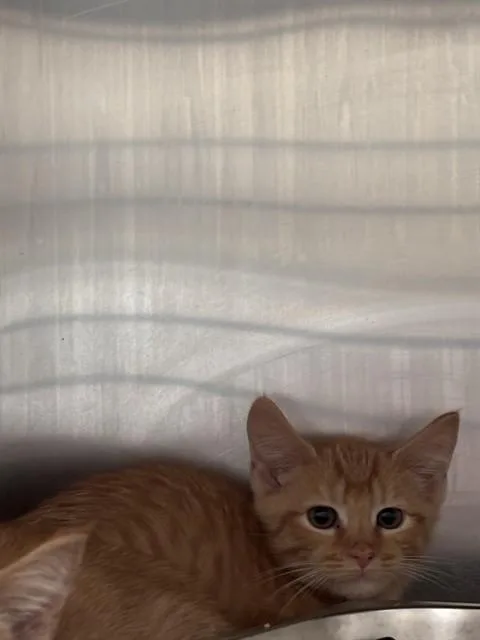 A baby small-sized male Domestic Short Hair cat named Zesty Zing for adoption in Upper Marlboro, MD