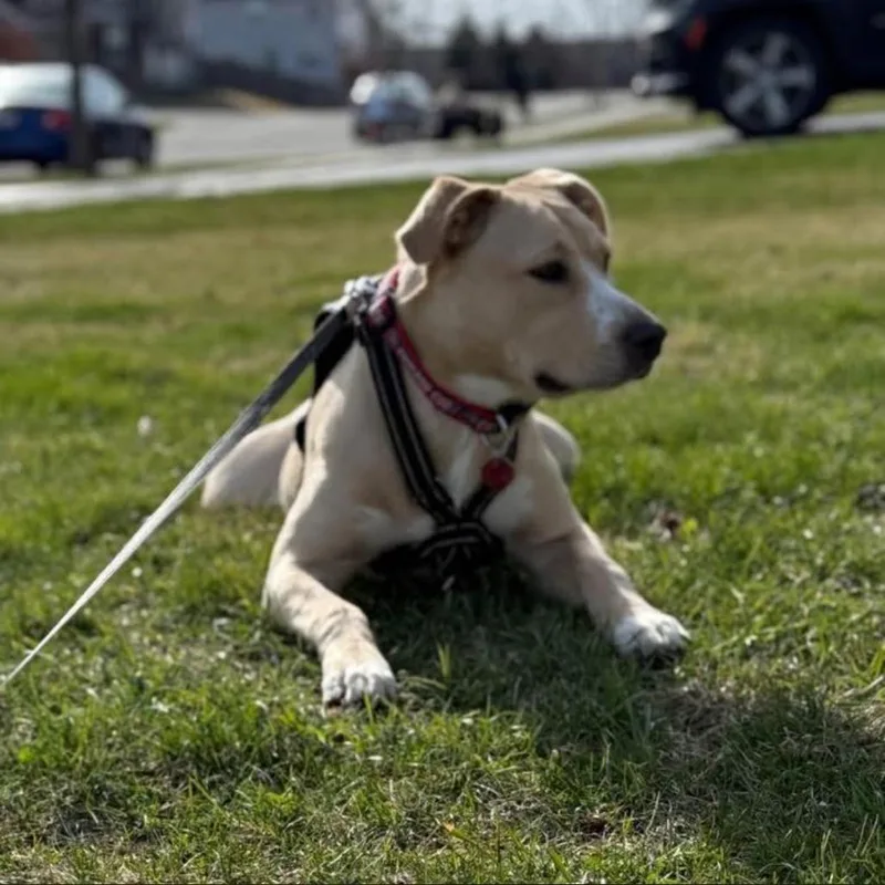 A young large-sized male Yellow / Tan / Blond / Fawn Mixed Breed dog named Wrigley Aka Willie for adoption in Joliet, IL