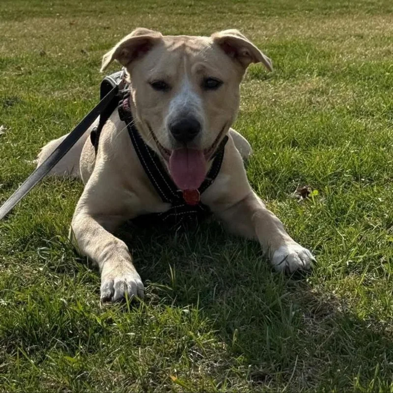 Wrigley Aka Willie thumbnail 2