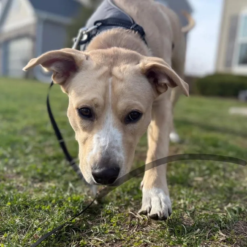 Wrigley Aka Willie thumbnail 3