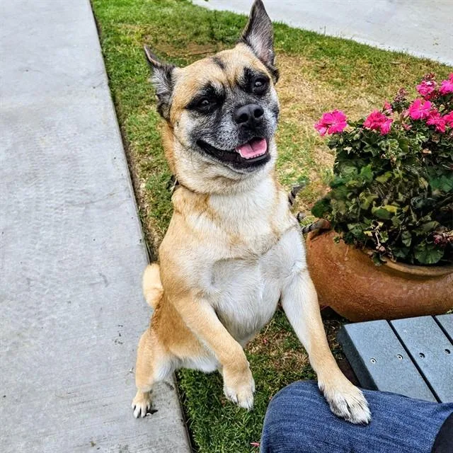 An adult small-sized male Pug dog named Max for adoption in Camarillo, CA