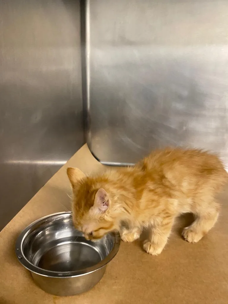 A baby small-sized male Domestic Short Hair cat named Cushy for adoption in Cartersville , GA
