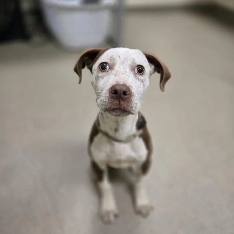 A baby small-sized female Red / Chestnut / Orange Pit Bull Terrier dog named Nutmeg for adoption in Lynchburg, VA