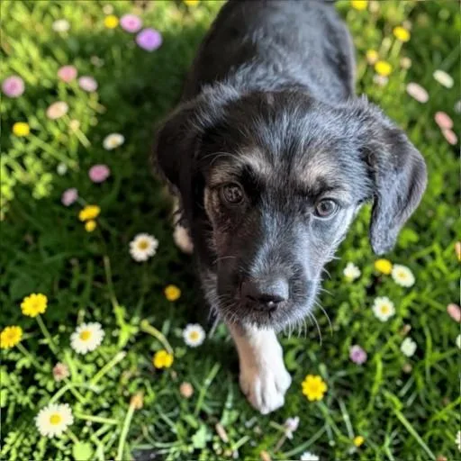 Pepper thumbnail 3
