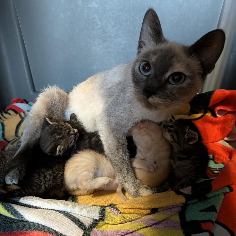 A young medium-sized female Smoke Domestic Short Hair cat named Frankie for adoption in Fairfax, VA