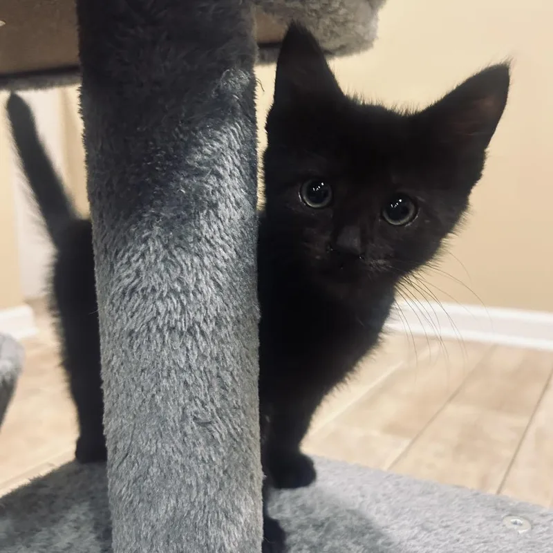 A baby small-sized female Black Domestic Short Hair cat named Cozmo for adoption in Middle Village, NY