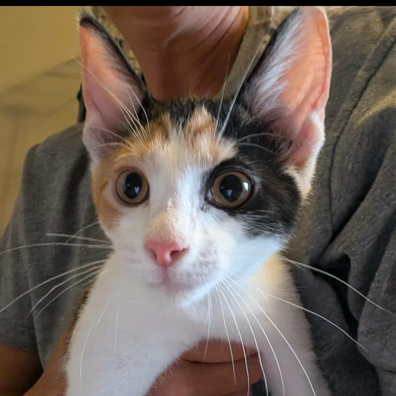 A baby medium-sized female Calico cat named Petra for adoption in fennville, MI