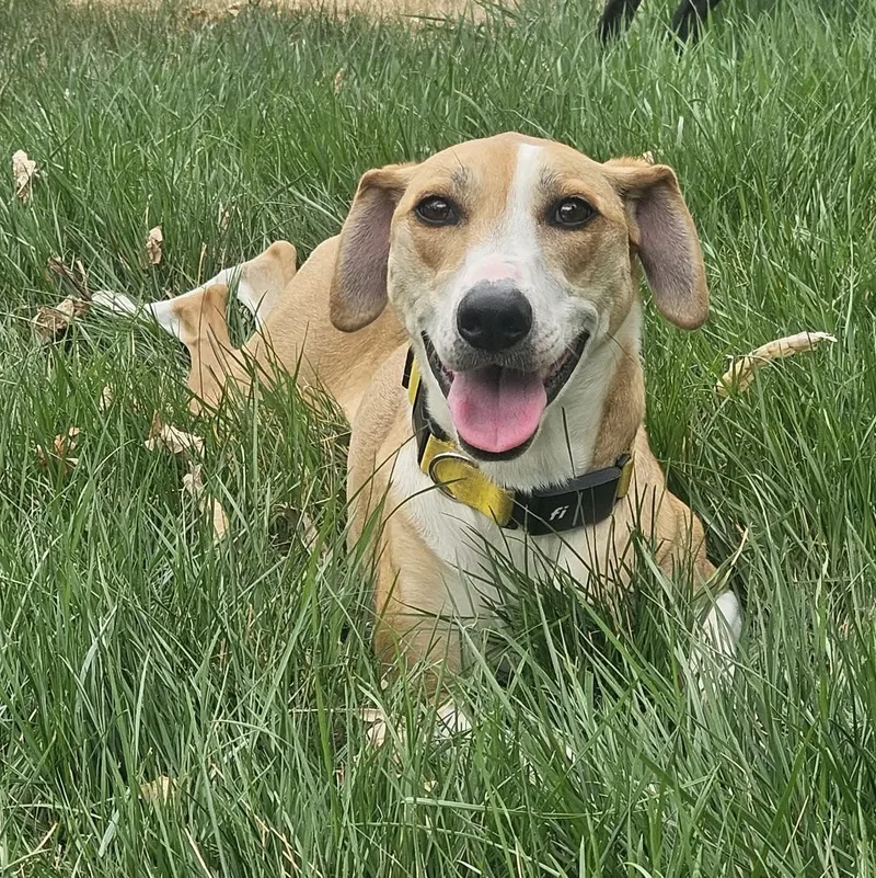 An adult medium-sized female Apricot / Beige Yellow Labrador Retriever dog named Betsey for adoption in Columbia, MD