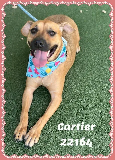 Cartier