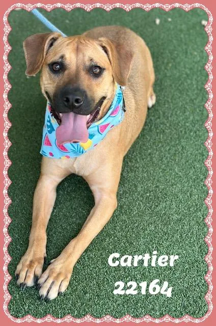 Cartier thumbnail 2