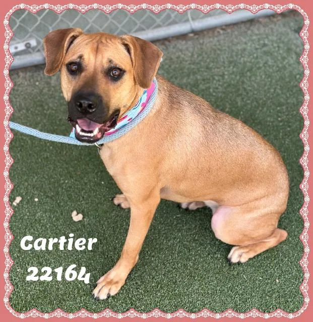 Cartier thumbnail 3