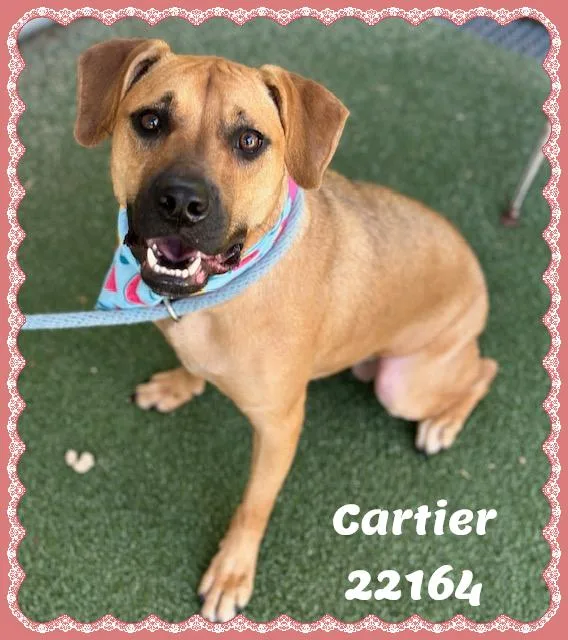 Cartier thumbnail 4