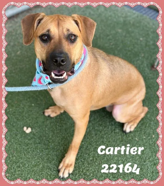Cartier thumbnail 5
