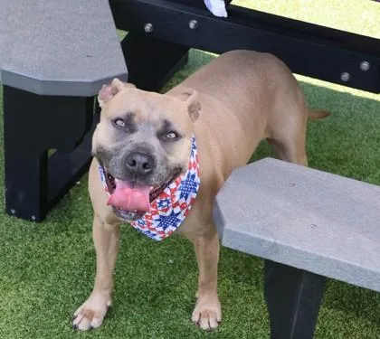 A young large-sized female Mixed Breed dog named Ava for adoption in Athens, GA