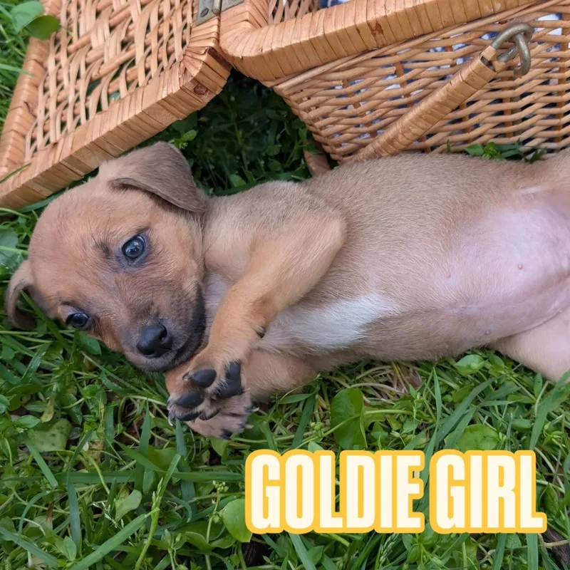 Goldie Girl thumbnail 2
